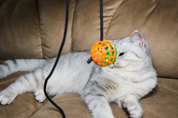 Funny Gray Cat Playing Ball Gray Scottish Cat — 스톡 사진