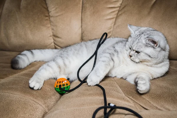 Funny Gray Cat Playing Ball Gray Scottish Cat — Fotografia de Stock