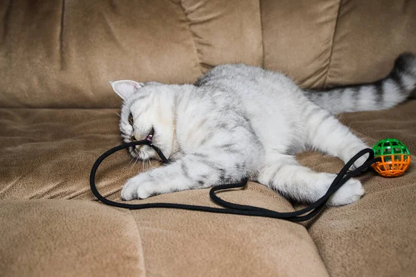 Lustige Graue Katze Spielt Ball Graue Schottische Katze — Stockfoto