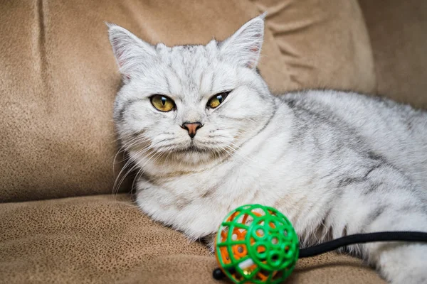 Funny Gray Cat Playing Ball Gray Scottish Cat — 图库照片