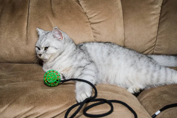 Funny Gray Cat Playing Ball Gray Scottish Cat — Zdjęcie stockowe