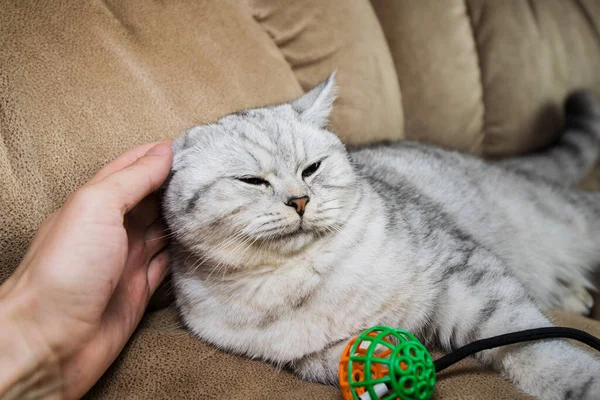 Funny Gray Cat Playing Ball Gray Scottish Cat — Fotografia de Stock