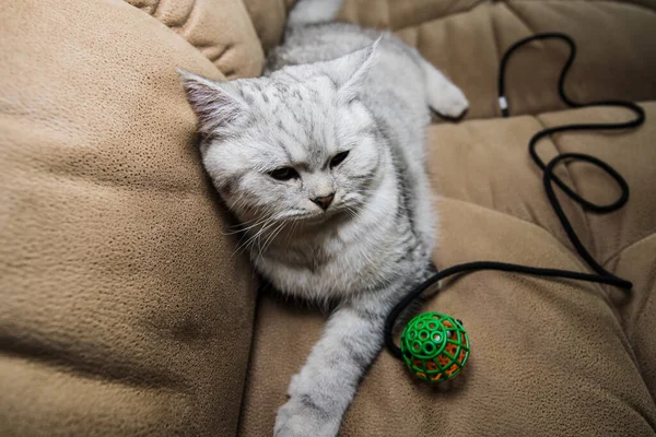 Funny Gray Cat Playing Ball Gray Scottish Cat — Stockfoto