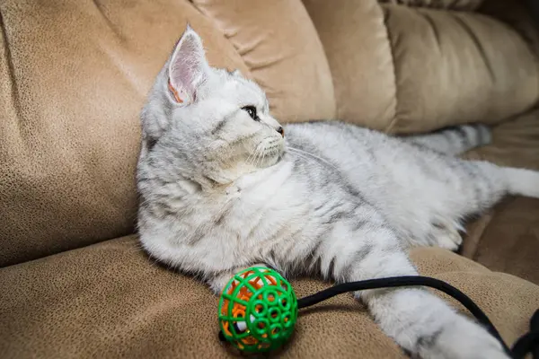 Funny Gray Cat Playing Ball Gray Scottish Cat — 图库照片