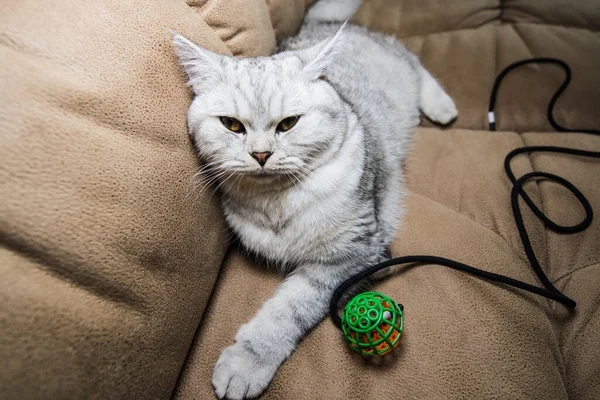 Funny Gray Cat Playing Ball Gray Scottish Cat — Photo