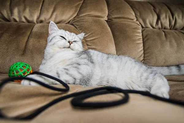 Funny Gray Cat Playing Ball Gray Scottish Cat — Stockfoto