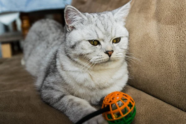 Funny Gray Cat Playing Ball Gray Scottish Cat — Fotografia de Stock