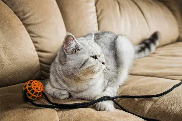 Funny Gray Cat Playing Ball Gray Scottish Cat — Fotografia de Stock