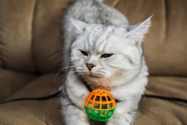 Beautiful Pussy Scottish Breed Funny Gray Cat Playing Ball — Fotografia de Stock