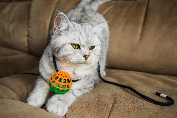 Beautiful Pussy Scottish Breed Funny Gray Cat Playing Ball — Fotografia de Stock