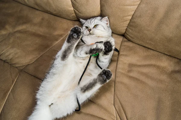 Beautiful Pussy Scottish Breed Funny Gray Cat Playing Ball — Photo