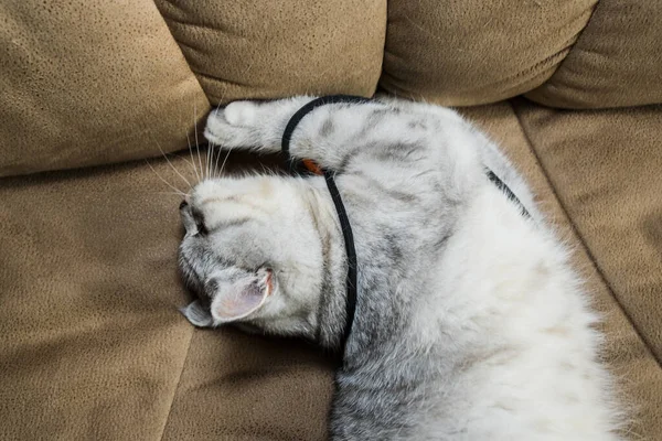 Beautiful Pussy Scottish Breed Funny Gray Cat Playing Ball — Fotografia de Stock