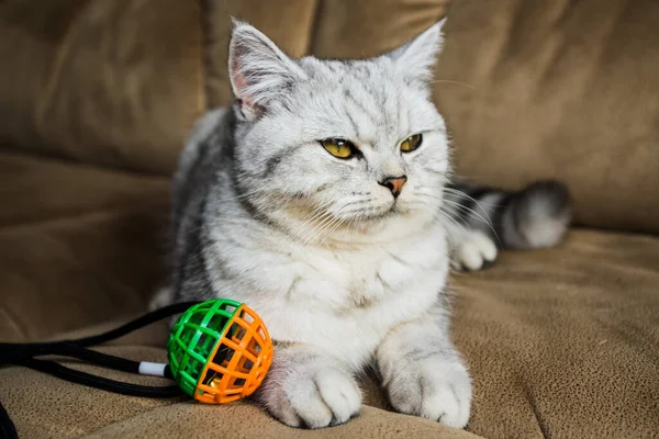 Gato Cinza Engraçado Jogando Bola — Fotografia de Stock