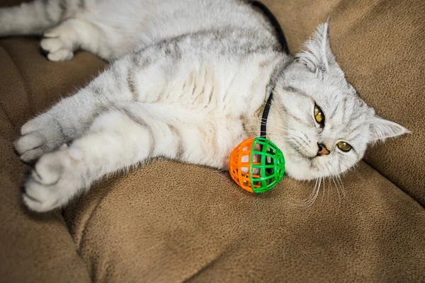Забавный Серый Кот Играет Мяч — стоковое фото