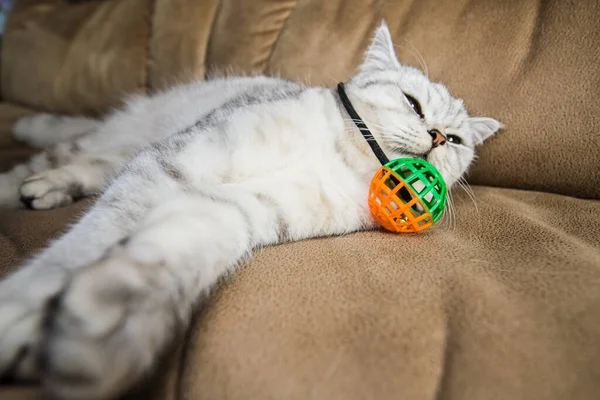 Gato Cinza Engraçado Jogando Bola — Fotografia de Stock