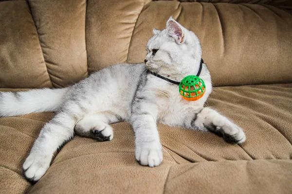 Funny Gray Cat Playing Ball Gray Scottish Cat — Fotografia de Stock