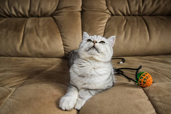 Lustige Graue Katze Liegt Auf Der Couch — Stockfoto