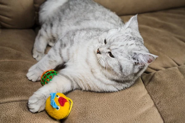 Gato Cinza Engraçado Jogando Bola — Fotografia de Stock