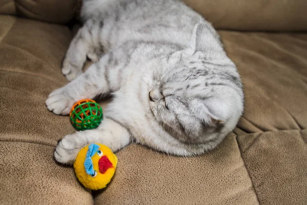 Забавный Серый Кот Играет Мяч — стоковое фото