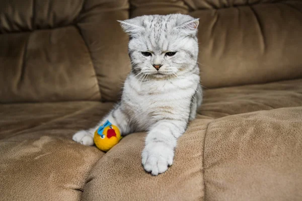 Funny Gray Scottish Cat Playing Ball Beautiful Gray Pussy — 스톡 사진