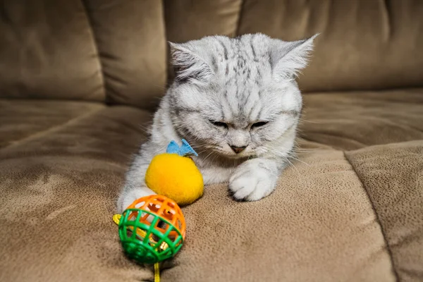 Funny Gray Scottish Cat Playing Ball Beautiful Gray Pussy — Fotografia de Stock