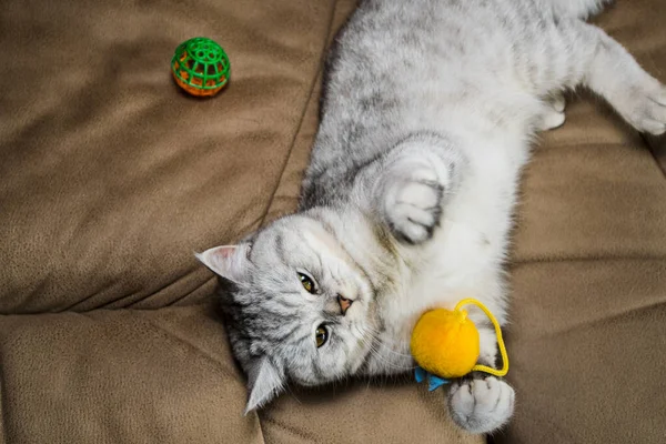 Funny Gray Scottish Cat Playing Ball Beautiful Gray Pussy — Zdjęcie stockowe