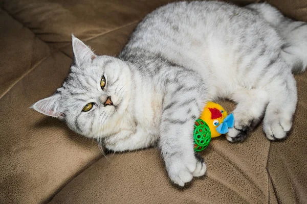 Funny Gray Scottish Cat Playing Ball Beautiful Gray Pussy — Photo