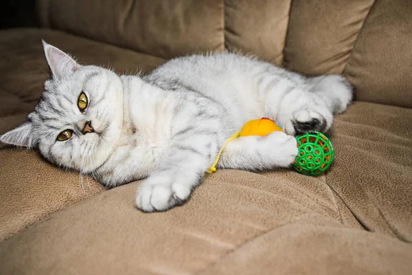 Funny Gray Scottish Cat Playing Ball Beautiful Gray Pussy — Stockfoto