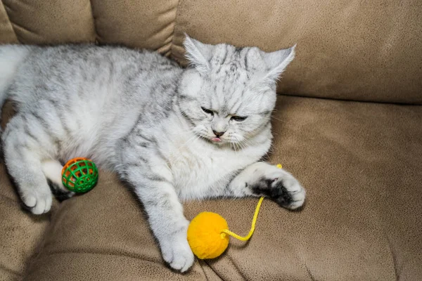 Funny Gray Scottish Cat Playing Ball Beautiful Gray Pussy — 스톡 사진