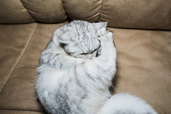 Śmieszny Siwy Kot Rasa Kotów Szkockich — Zdjęcie stockowe