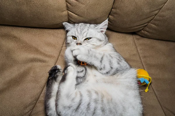 Funny Gray Scottish Cat Playing Ball Beautiful Gray Pussy — Fotografia de Stock