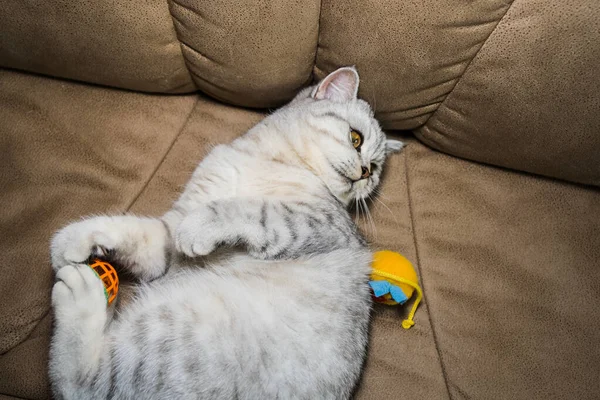 Funny Gray Scottish Cat Playing Ball Beautiful Gray Pussy — Fotografia de Stock