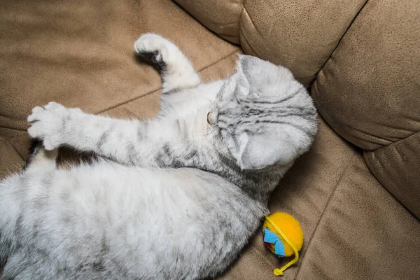 Funny Gray Scottish Cat Playing Ball Beautiful Gray Pussy — стоковое фото