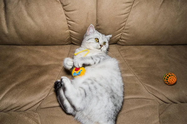 Funny Gray Scottish Cat Playing Ball Beautiful Gray Pussy — Foto de Stock