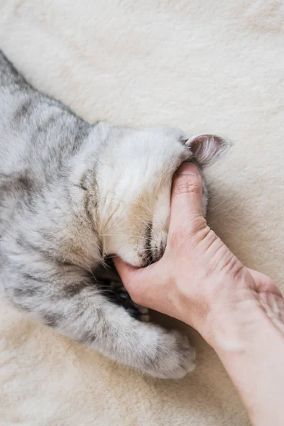 Gatito Escocés Las Manos Una Niña Gato Gris Divertido — Foto de Stock