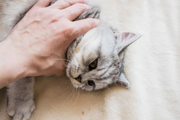 Gatinho Escocês Nas Mãos Uma Menina Gato Cinza Engraçado — Fotografia de Stock