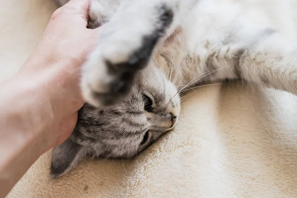 Gatito Escocés Las Manos Una Niña Gato Gris Divertido — Foto de Stock