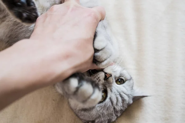 Gattino Scozzese Nelle Mani Una Ragazza Divertente Gatto Grigio — Foto Stock