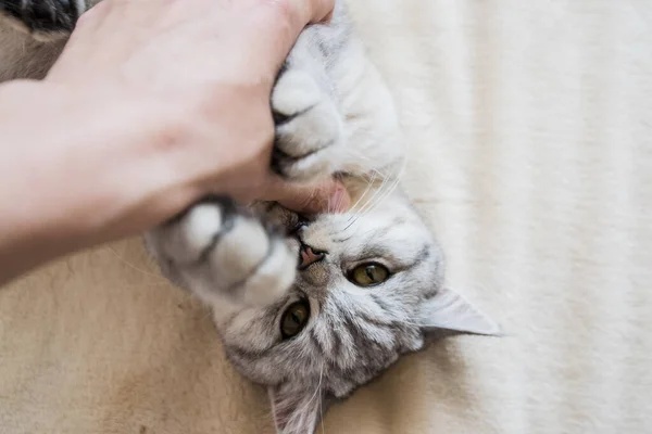 Gatito Escocés Las Manos Una Niña Gato Gris Divertido — Foto de Stock