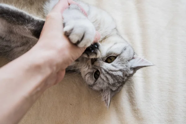 Gatito Escocés Las Manos Una Niña Gato Gris Divertido — Foto de Stock