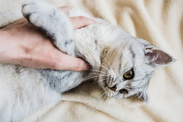 女の子の手にスコットランドの子猫 面白い灰色の猫 — ストック写真