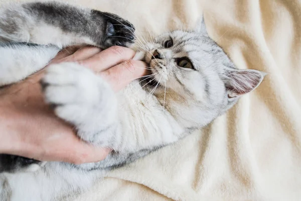 Gatito Escocés Las Manos Una Niña Gato Gris Divertido — Foto de Stock