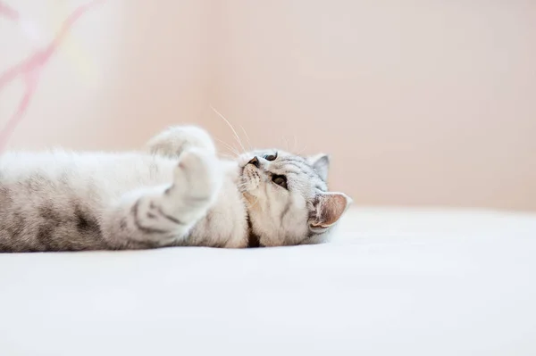 Gatinho Escocês Nas Mãos Uma Menina Gato Cinza Engraçado — Fotografia de Stock