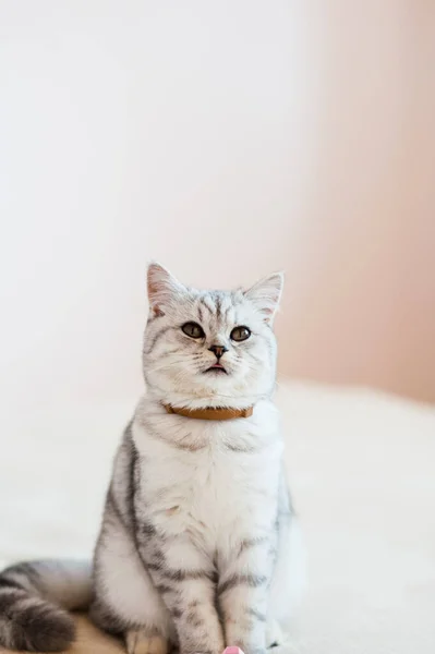 有趣的灰猫 苏格兰猫品种 — 图库照片