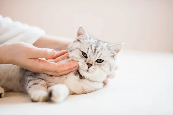 Scottish Kitten Hands Girl Funny Gray Cat — Stock Photo, Image