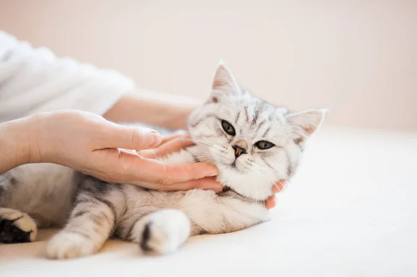 Schottisches Kätzchen Den Händen Eines Mädchen Lustige Graue Katze — Stockfoto