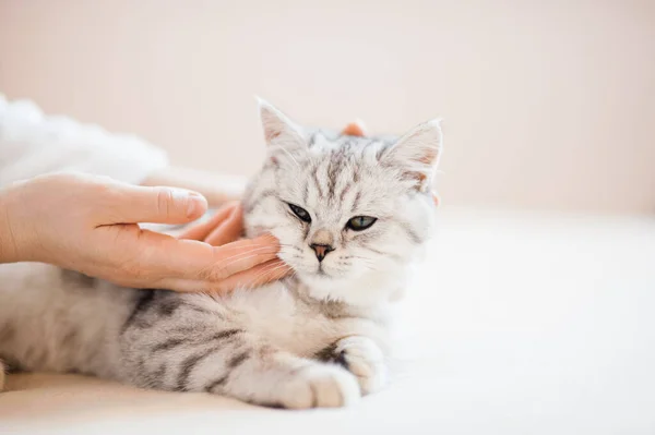 Gatito Escocés Las Manos Una Niña Gato Gris Divertido — Foto de Stock