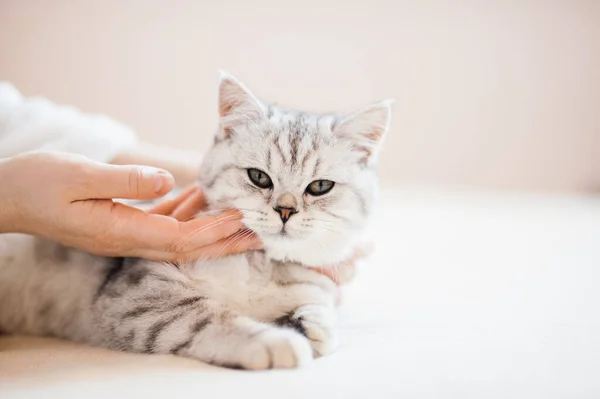 Gatito Escocés Las Manos Una Niña Gato Gris Divertido — Foto de Stock