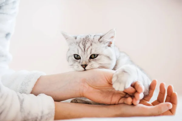 Jogo Escocês Do Gatinho Do Tabby De Prata Foto de Stock - Imagem