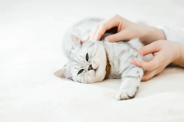 Szkocki Kotek Rękach Dziewczynki Śmieszny Szary Kot — Zdjęcie stockowe